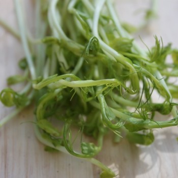 Microgreens Erbsenspargel (Samen)