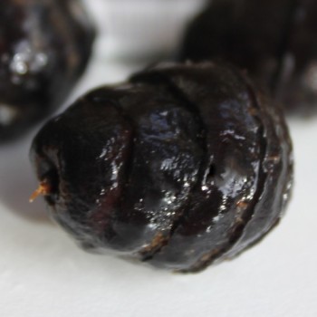 Erdmandel Large Black (Samen)