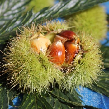 Esskastanie Asplenifolia (Pflanze)