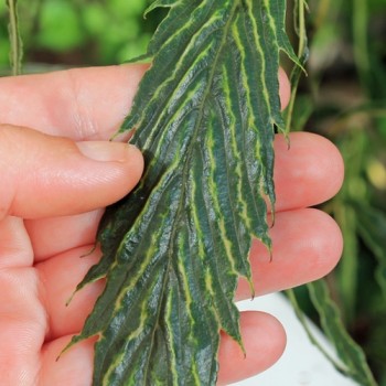 Esskastanie Asplenifolia (Pflanze)