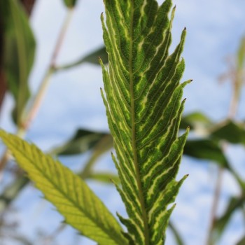 Esskastanie Asplenifolia (Pflanze)