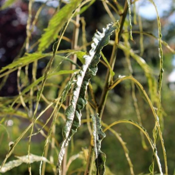 Esskastanie Asplenifolia (Pflanze)
