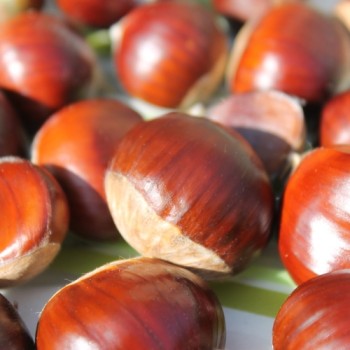 Esskastanie Asplenifolia (Pflanze)