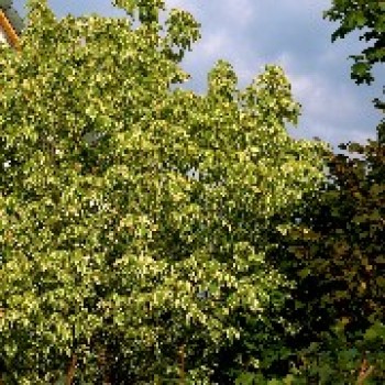 Esskastanie panaschiert