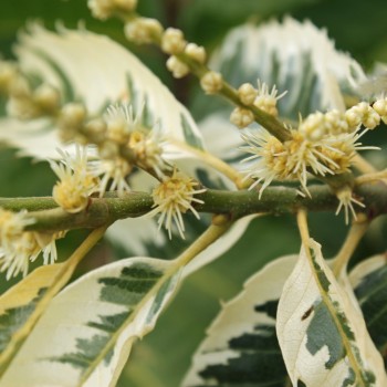 Esskastanie Variegata (Pflanze)