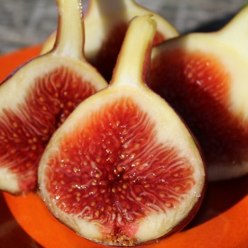 Feige Rouge de Bordeaux (Pflanze)