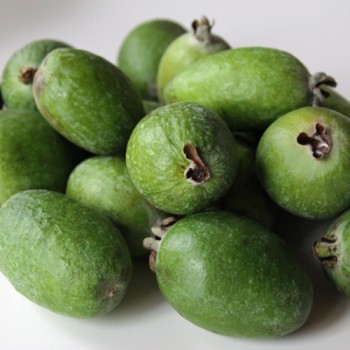 Feijoa - Ananasguave (Samen)