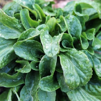 Feldsalat Vert a Coeur Plein (Samen)