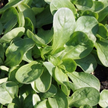 Feldsalat Grote Noordhollandse (Samen)