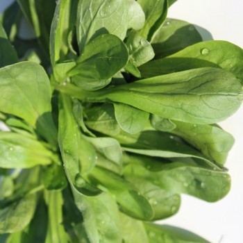 Feldsalat Grote Noordhollandse (Samen)