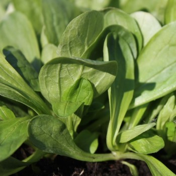 Feldsalat Grote Noordhollandse (Samen)