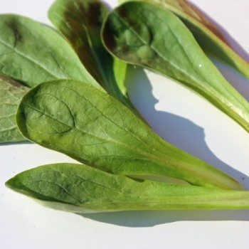 Feldsalat Grote Noordhollandse (Samen)