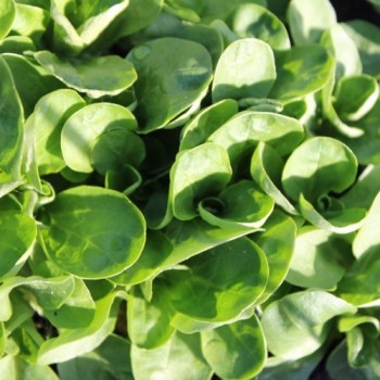 Feldsalat Verte de Cambrai (Samen)