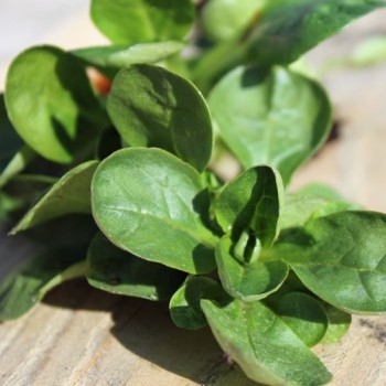 Feldsalat Verte de Cambrai (Samen)