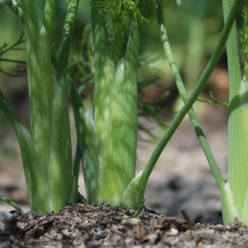 Knollenfenchel Di Firenze (Samen)