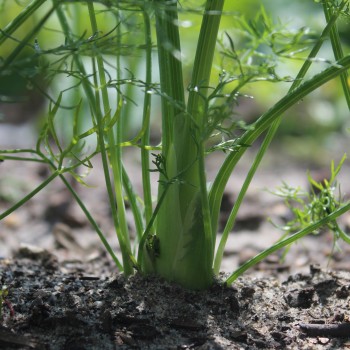 Knollenfenchel Mammoth (Samen)