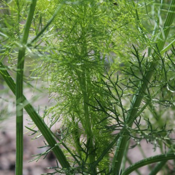 Knollenfenchel Mantovano (Samen)