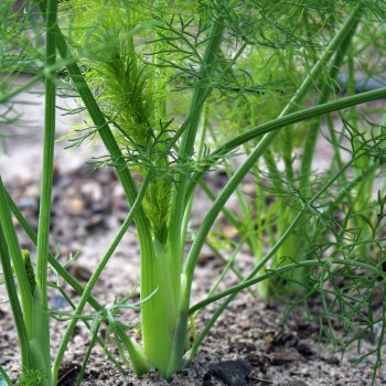 Knollenfenchel Mantovano (Samen)