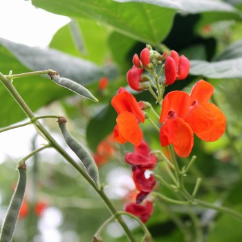 Feuerbohne Scarlet Emperor (Samen)