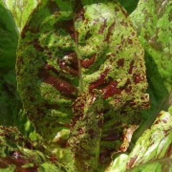 Salat Forellenschluss (Samen)