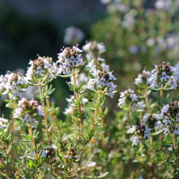 Französischer Thymian (Samen)