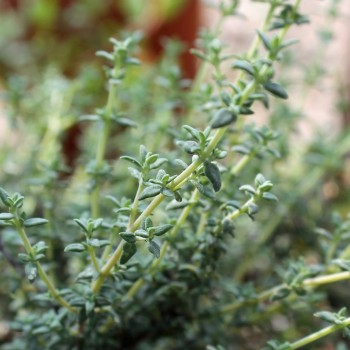 Französischer Thymian (Samen)