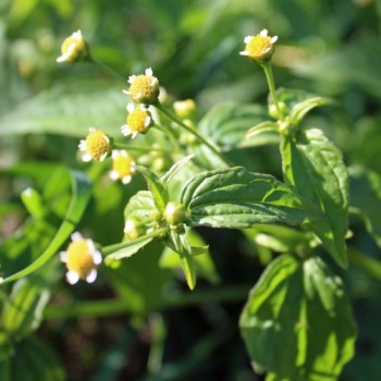 Franzosenkraut (Samen)