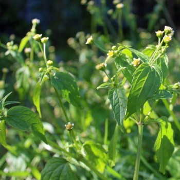 Franzosenkraut (Samen)