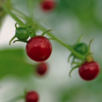 Frucht-Chili (Samen)