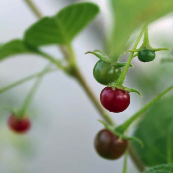 Frucht-Chili (Samen)
