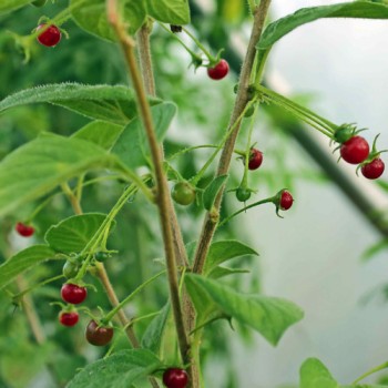Frucht-Chili (Samen)