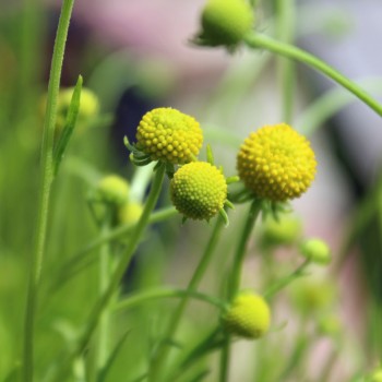Fruchtgummiblume (Samen)