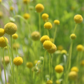 Fruchtgummiblume (Samen)