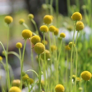 Fruchtgummiblume (Samen)