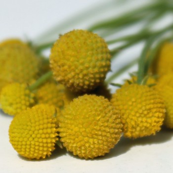Fruchtgummiblume (Samen)