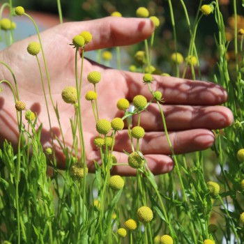 Fruchtgummiblume (Samen)