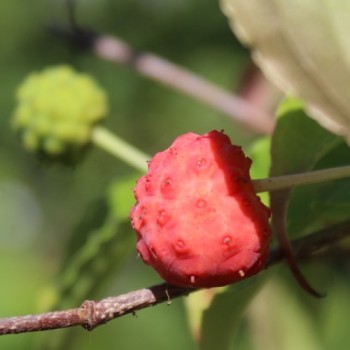 Fruchthartriegel Teutonia (Pflanze)