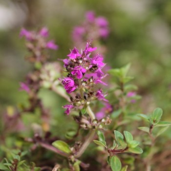 Frühblühender Thymian (Samen)
