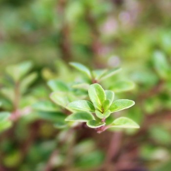 Frühblühender Thymian (Samen)