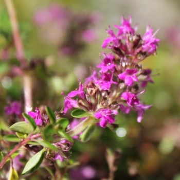 Frühblühender Thymian (Samen)
