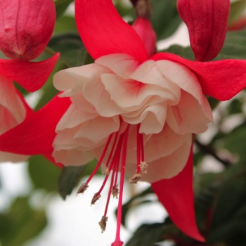 Fuchsie Supersport (Pflanze)