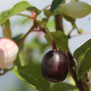 Fuchsie Annabel (Pflanze)