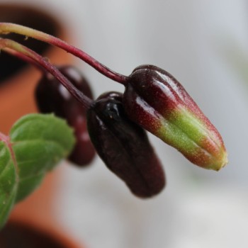 Fuchsie Celia Smedley (Pflanze)