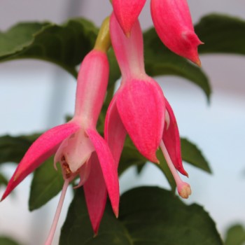 Fuchsie Dharla (Pflanze)