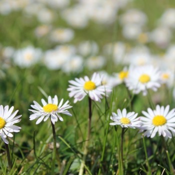 Gänseblümchen (Samen)
