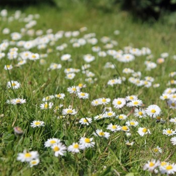 Gänseblümchen (Samen)