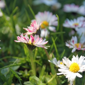 Gänseblümchen (Samen)