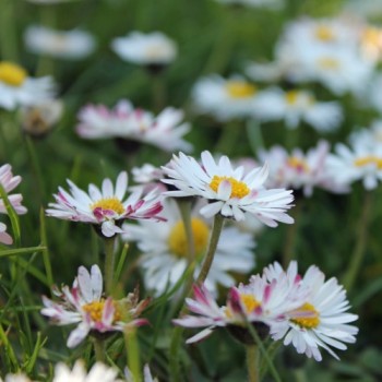 Gänseblümchen (Samen)