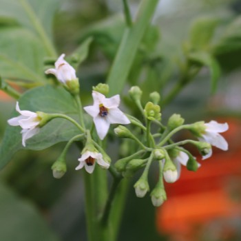 Garden Huckleberry (Samen)