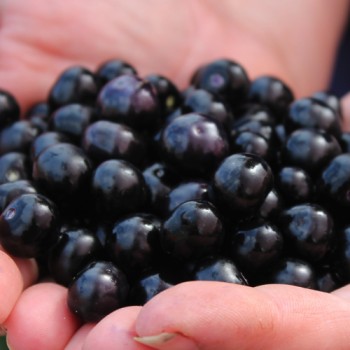 Garden Huckleberry (Samen)